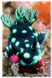Nembrotha Cristata portrait (Canon G9, WPDC21, Inon 2000w) by Marco Waagmeester 